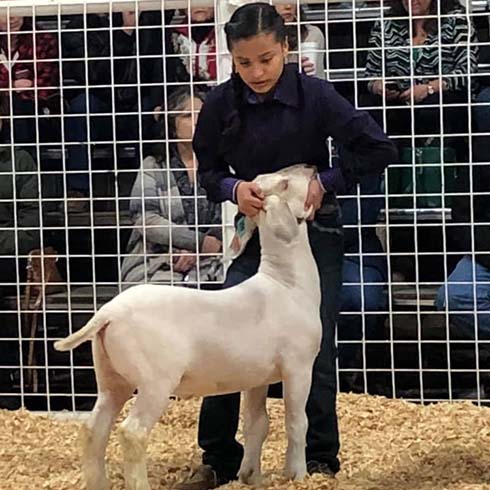 Alexandria showing sheep in a livestock competition