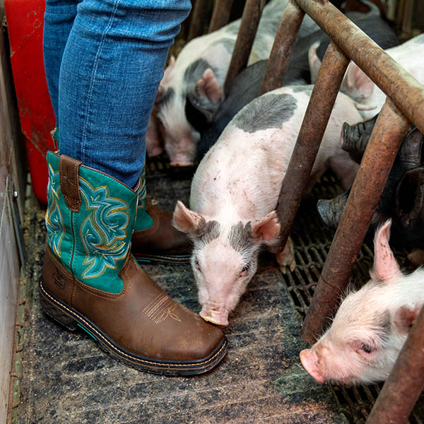 Piglet sniffing a pair of Kids' Carbo-Tec LT Boots